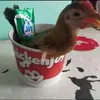 chicken.joy59