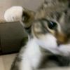 athifanaqi_