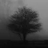 ziη