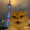 kiw_kiw_7