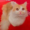 manon.mohamed94