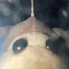 richardzzzzzzzzzzz