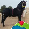 user7093514792584