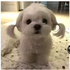 doann_hongg_nhungg