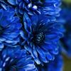 ruya_._25