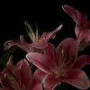 m_noname3
