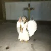 swetiper