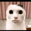 taylor_da_coxinha0