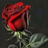 user3632541026946