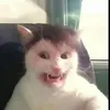 michelecilona4