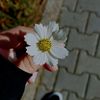 mirnamirna371