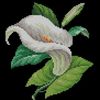 orchidlover61
