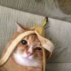 funny.animals5457