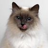 MeowChaseGame
