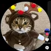freestyledavi244