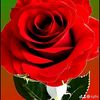 faqirghulam861