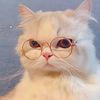 WildCatWhiskers