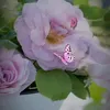 ahlam4483