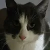 csapbetet_csaba