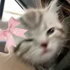 nessismess3