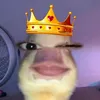 coquette_sai