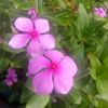 dhanmati.bhandari7