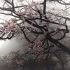 ch3rryblossom03