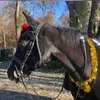 martinamiilleanimali
