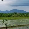 suryadi552633