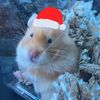 diorhammy