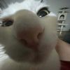 ty7299