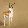 mohammad.yahia989