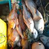 anak.samudra7