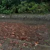 curlywurlyswurlys