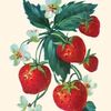 _strawberry_1001