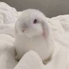 aishaaa.ca