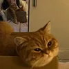 vel_kella