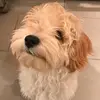 ani