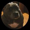 fadedpigeon440
