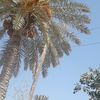 abduallah.aborzai