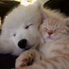 happyanimals79
