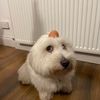 pet3rgriffns