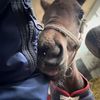 Valley horse sanctuary