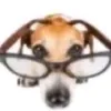 dog0nerd