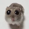 cat_so_fat
