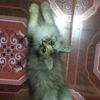 oliver_jack2