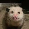 boneopossum