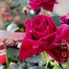 hasnaa7851
