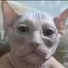 skibidsigmaboyboy