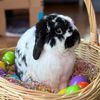 Pablo the rabbit